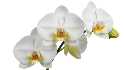 Isolated branch of delicate white orchid blossoms, floral beauty, close-up, elegant petals and...