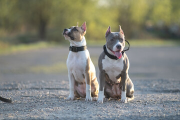 Two playful dogs, one with a white coat and the other with a gray coat, sit side by side on a gravel path, enjoying a sunny day in a natural outdoor setting