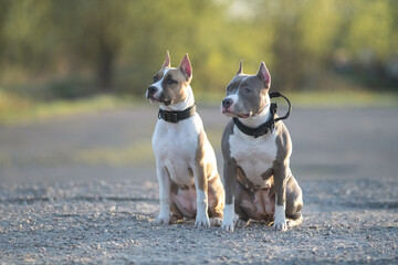 Two playful dogs, one with a white coat and the other with a gray coat, sit side by side on a gravel path, enjoying a sunny day in a natural outdoor setting