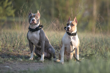 Two playful dogs, one with a white coat and the other with a gray coat, sit side by side on a gravel path, enjoying a sunny day in a natural outdoor setting