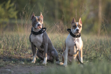 Two playful dogs, one with a white coat and the other with a gray coat, sit side by side on a gravel path, enjoying a sunny day in a natural outdoor setting