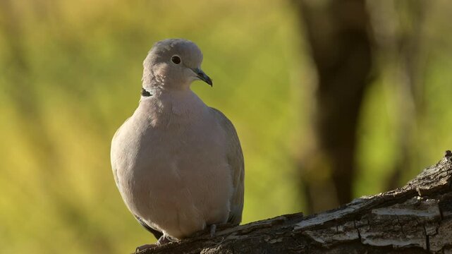 Eurasian collared dove portrait