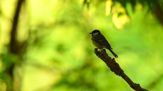 Great tit resting on a branch in natural habitat