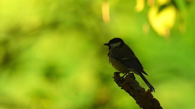 Great tit resting on a branch in natural habitat