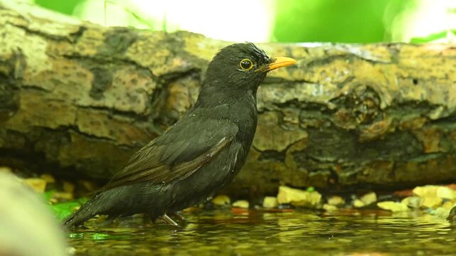 Blackbird Turdus merula bathing and cleaning its feathers in a bird bath, captured in natural daylight. Garden wildlife video.