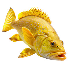 Yellow fish isolated on white background