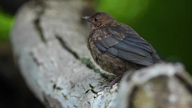 Common blackbird close up portrait on a tree branch