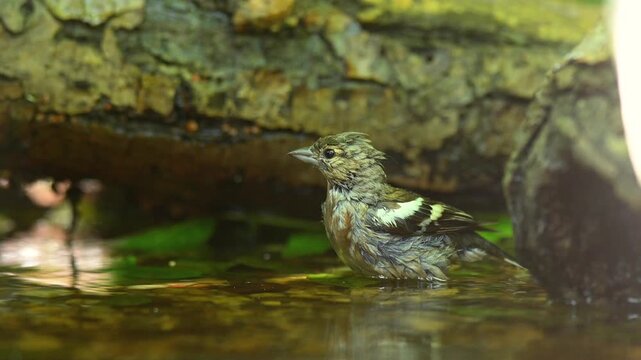 Eurasian chaffinch (Fringilla coelebs) bathing and cleaning its feathers in fresh water, captured in natural daylight. Garden wildlife video.