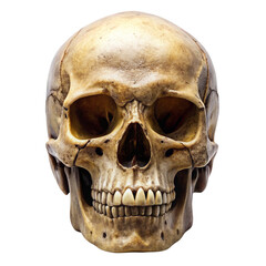 Human Skull Front View