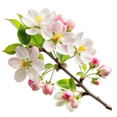 Blossoming branch with pink white flowers