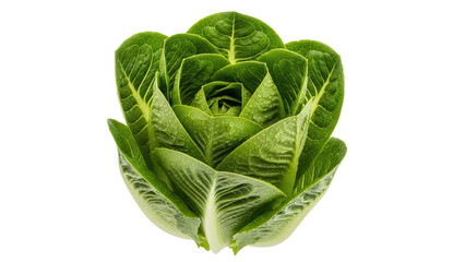 Isolated heart of romaine lettuce head, fresh whole cos leaves, ready to eat food ingredient