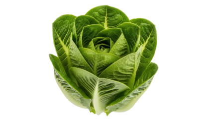 Isolated heart of romaine lettuce head, fresh whole cos leaves, ready to eat food ingredient