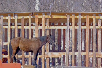 Dark horse in halter standing by wooden fence with winter trees in background. Farm animal portrait for equestrian themes.