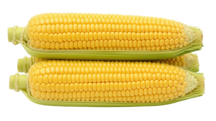 Isolated stack of fresh corn on the cob ready for cooking and summertime grilling outdoors