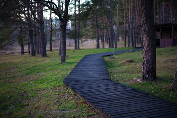 Curved wooden boardwalk path leading through a pine forest with green grass