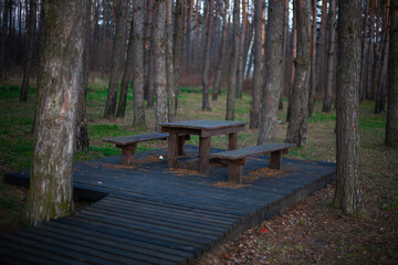 Wooden picnic table and benches in a pine forest