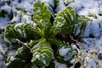 Green plant leaves covered with frost and snow close up in winter