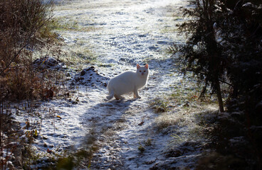 White fluffy cat sitting on snowy grass in winter garden near dry bush