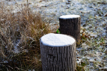 Two wooden tree stumps covered with fresh white snow in a winter garden