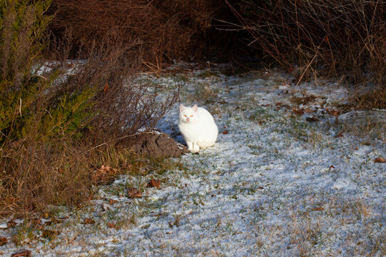 White fluffy cat sitting on snowy grass in winter garden near dry bush