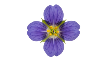 Isolated purple geranium flower blossom, close-up single object for design elements art