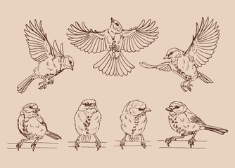 Set of titmouse. Flying bird. Hand drawn vector illustration.