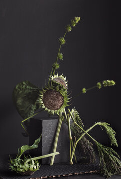Still life with green sunflowers on black background.