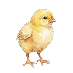 Obraz premium Watercolor-style chick illustration／リアルひよこ