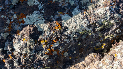 Xanthoria lichen in orange and yellow tones on a rock in the mountains, crustose lichen on a stone