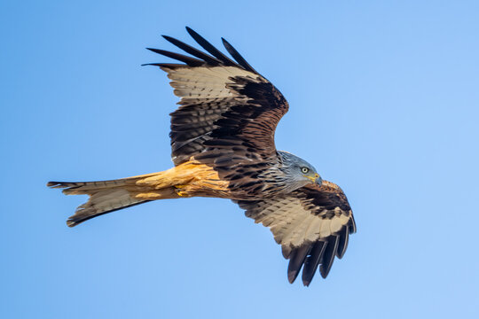 Red kite in flight, germany
