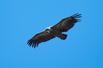 Obraz premium Vautour fauve