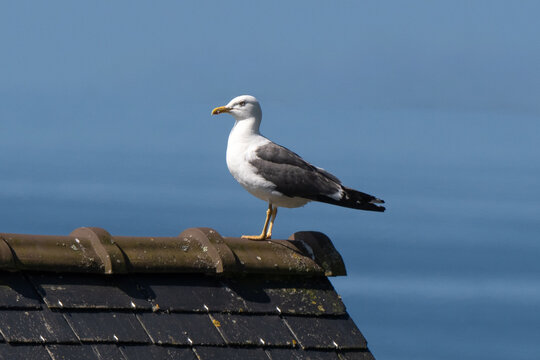 Go&eacute;land marin,Larus marinus, Great Black backed Gul