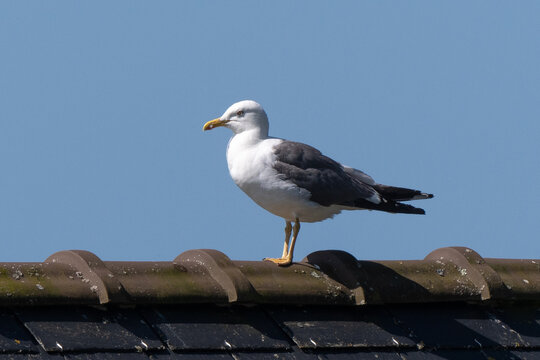 Go&eacute;land marin,Larus marinus, Great Black backed Gul