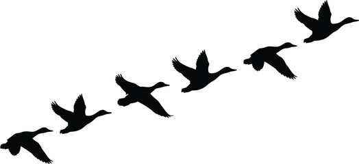 Obraz premium Ducks flying silhouette formation, migrating birds in flight isolated on white background, wildlife nature vector illustration design minimalist black graphic