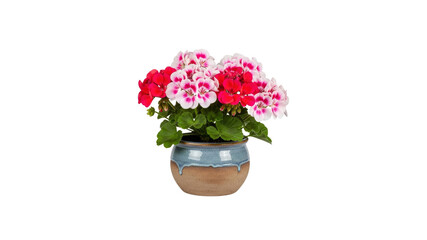 Red and pink geranium flowers in pot