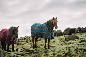 A charming winter photograph of horses standing in a frost-covered field during a cold afternoon in the Scottish Highlands. The horses are draped in classic tartan rugs (blankets) for warmth