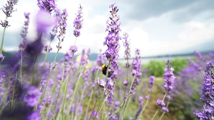Fototapeta premium Lavender and Bumblebee