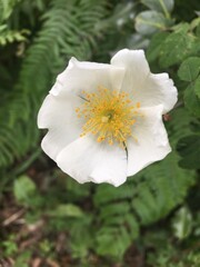 Obraz premium white flower