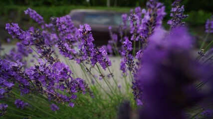 Obraz premium Lavender and Bee in the Field Macro Shot