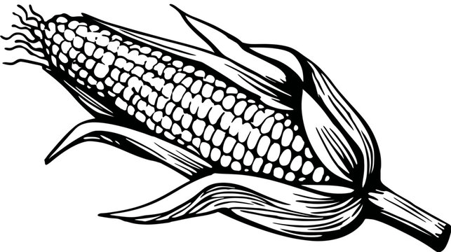Single ear of corn with husks, black and white illustration. Fresh maize cob vector art representing agriculture and harvest.