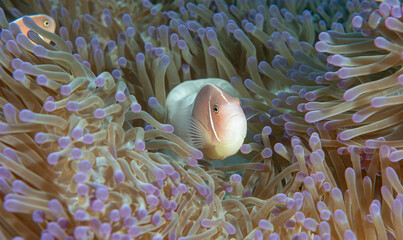 Anemone with clown fish, Pacific ocean, Dauin, Philippines.