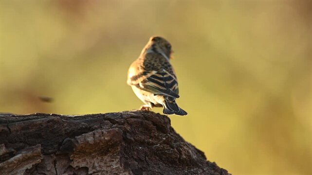 Brambling (Fringilla montifringilla) eating seeds on a tree stump in a natural outdoor environment. European wildlife feeding behavior.