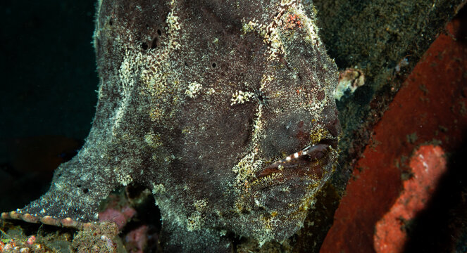 Big frog fish, Pacific ocean, Dauin, Philippines.
