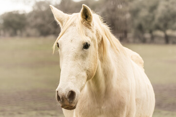 Obraz premium portrait of a white horse
