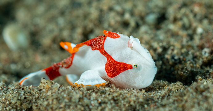 Baby white red frog fish, Pacific ocean, Dauin, Philippines.