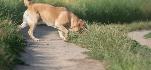 Yellow Labrador retriever dog with a joyful expression, sitting in lush green grass, surrounded by...