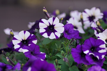The flower heads of a blooming Petunia "Shock Wave Purple Tie Dye" with purple and white patterns growing outdoors in summer