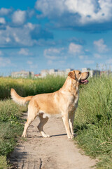 Yellow Labrador retriever dog with a joyful expression, sitting in lush green grass, surrounded by nature, showcasing the beauty of companionship and outdoor life