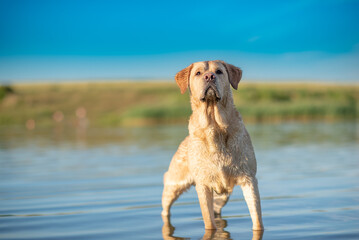 Yellow Labrador retriever dog with a joyful expression, sitting in lush green grass, surrounded by nature, showcasing the beauty of companionship and outdoor life