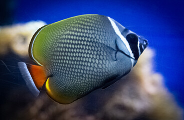 The redtail butterflyfish, scientifically known as Chaetodon collare, is a vibrant marine fish found in the Indo-West Pacific region